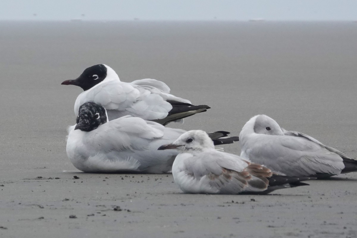 Mouette des Andes - ML643393579