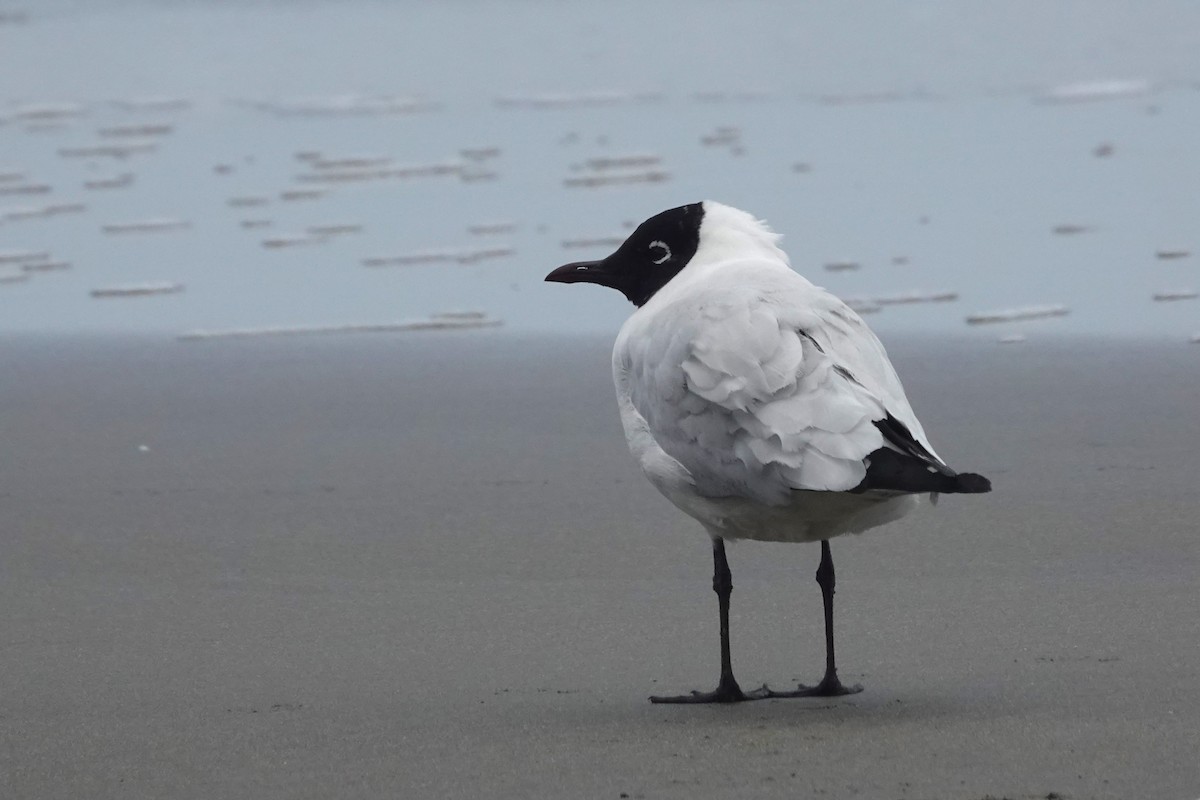 Mouette des Andes - ML643393580