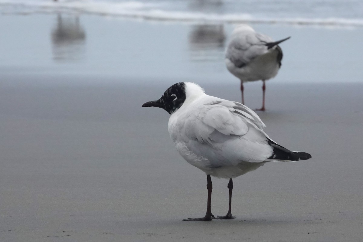 Mouette des Andes - ML643393581