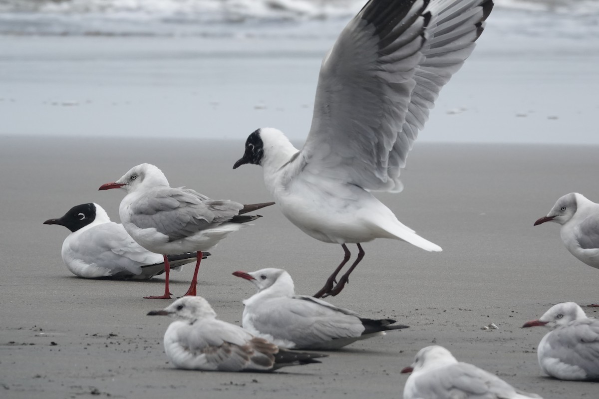 Mouette des Andes - ML643393583