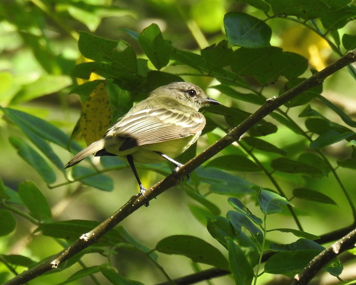 Forest Elaenia - ML643393590