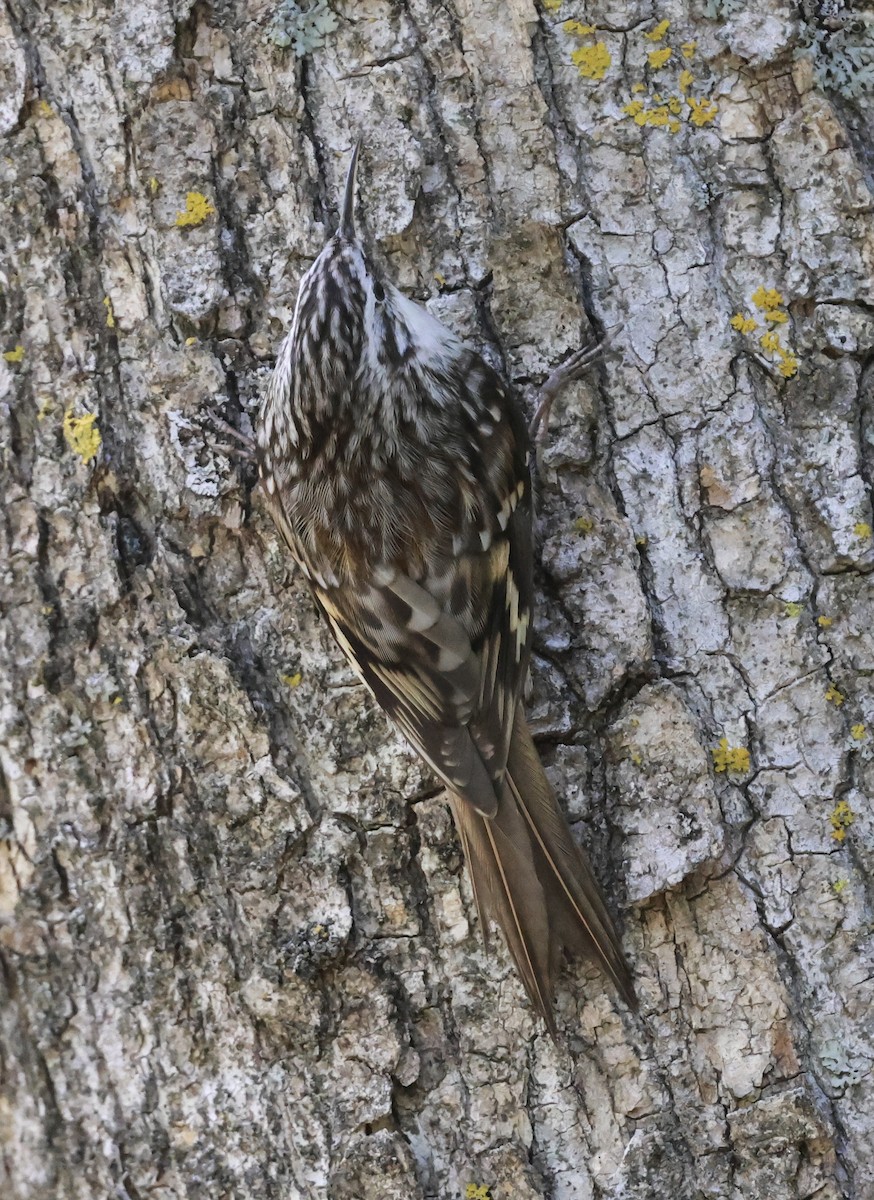 Brown Creeper - ML643393593