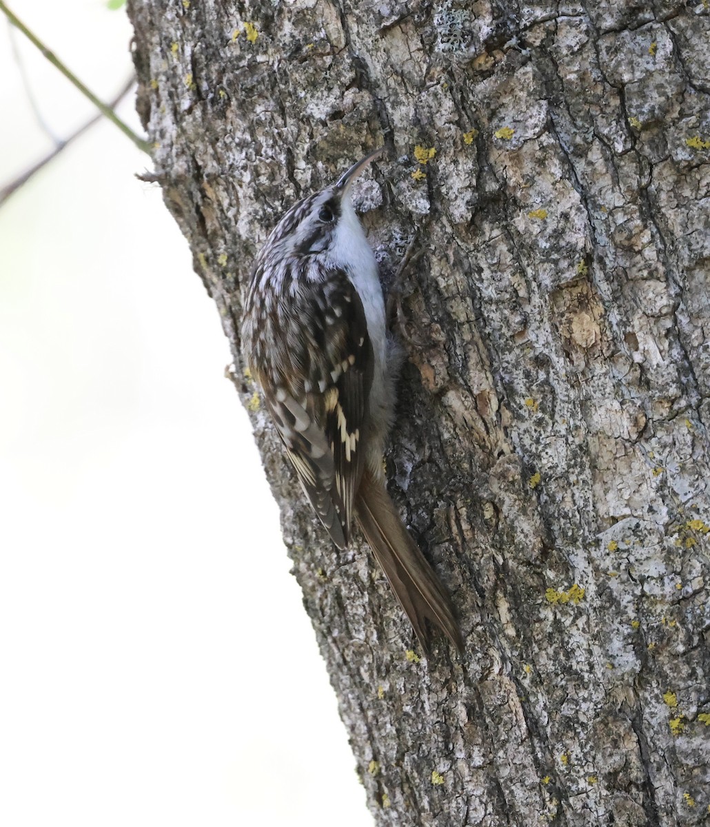 Brown Creeper - ML643393594
