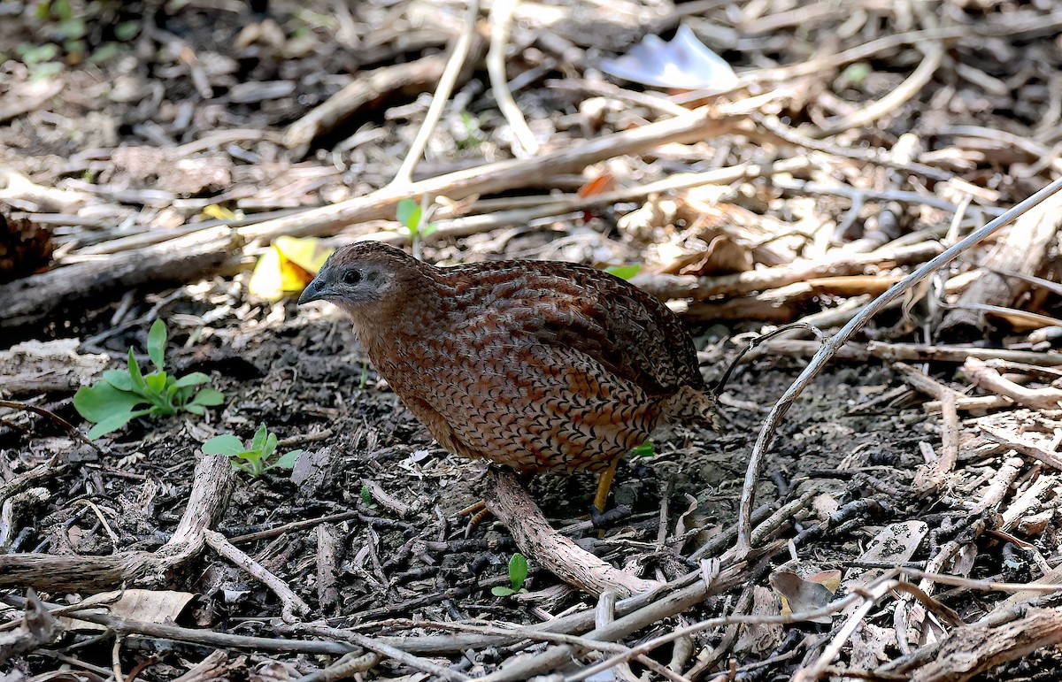 Brown Quail - ML643393596