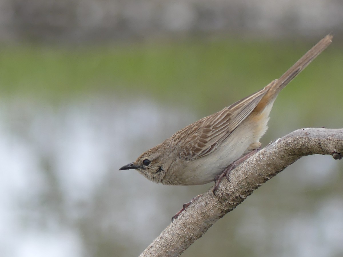 Rufous Songlark - ML643393598