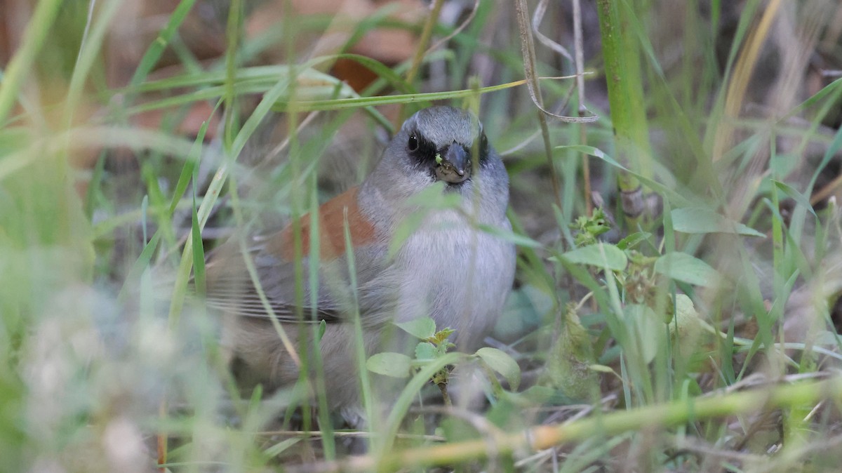 Dark-eyed Junco (Red-backed) - ML643393601