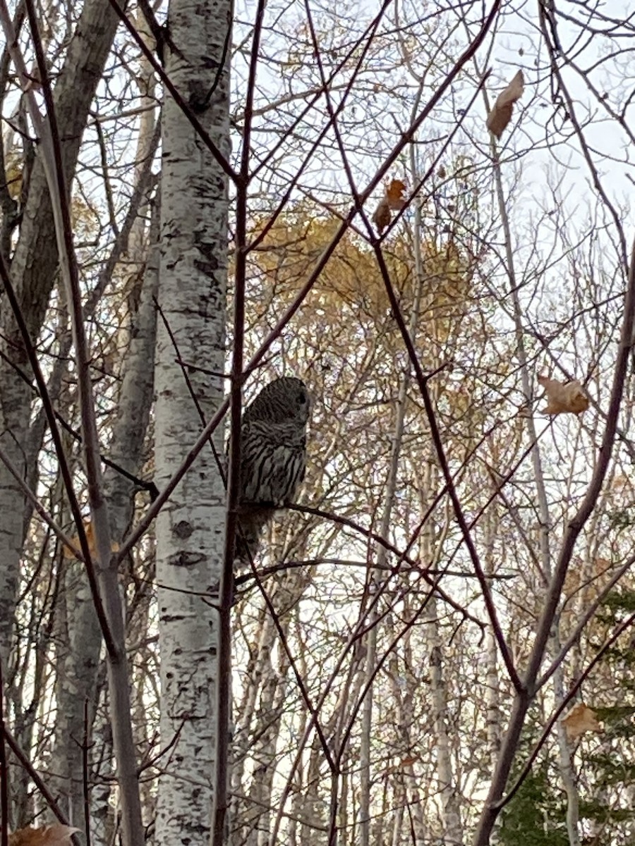 Barred Owl - ML643393603