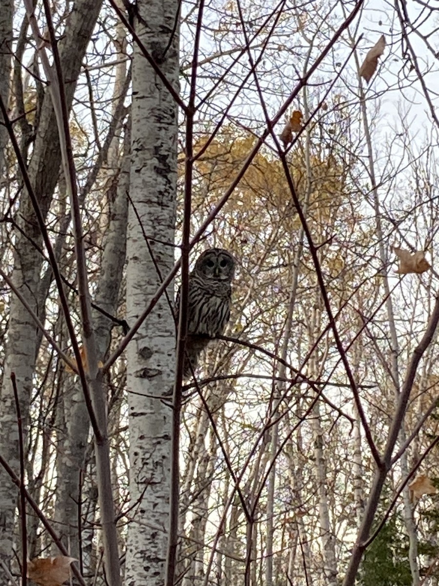 Barred Owl - ML643393604