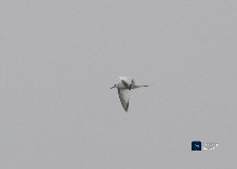 Swallow-tailed Gull - ML643393610