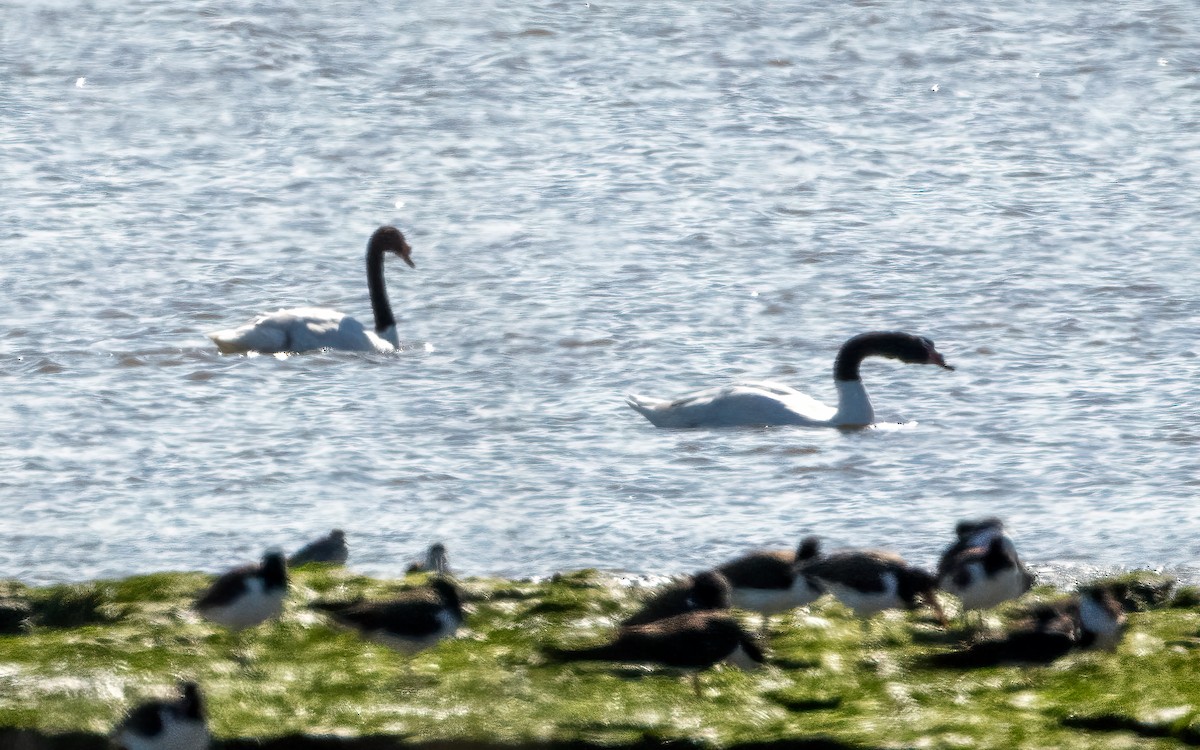 Black-necked Swan - ML643393630