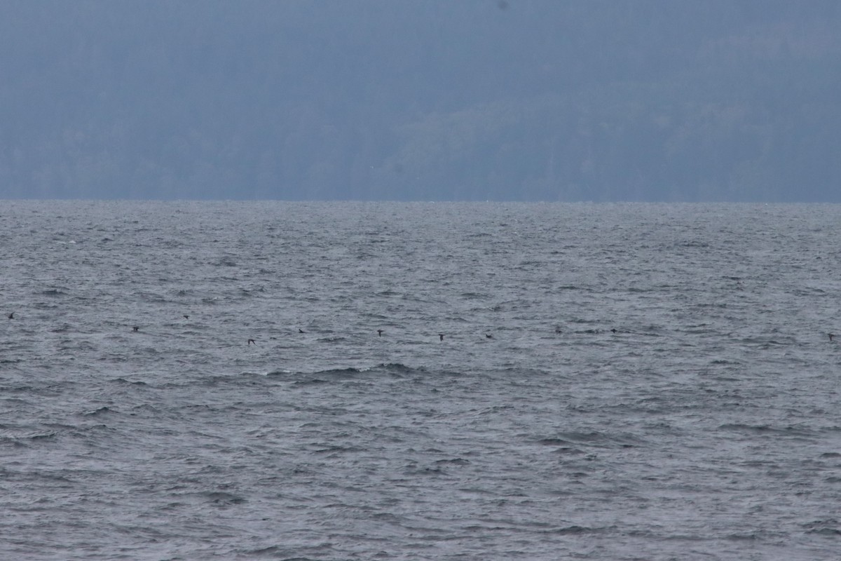 Sooty/Short-tailed Shearwater - ML643393632