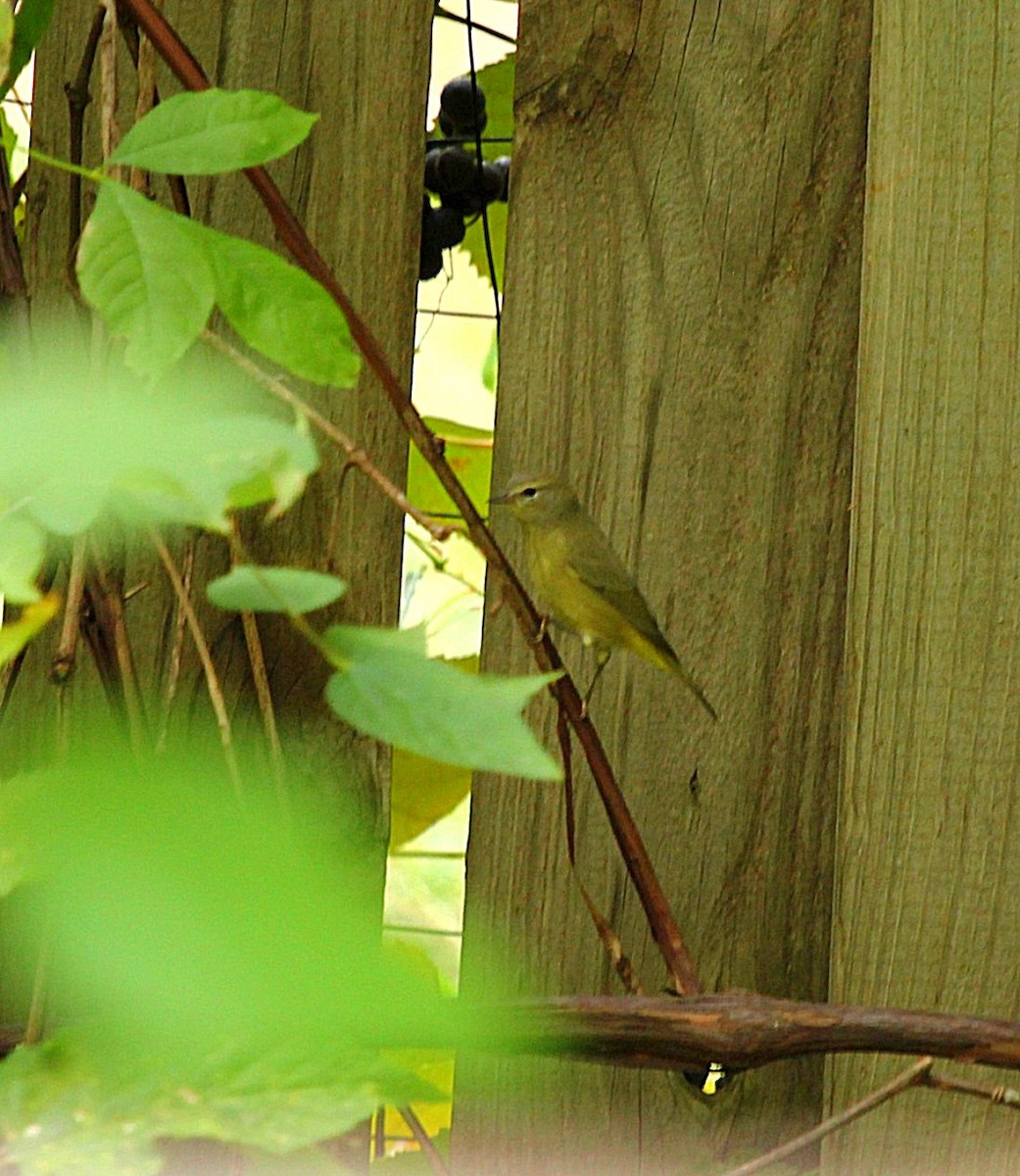 Orange-crowned Warbler - ML643393636