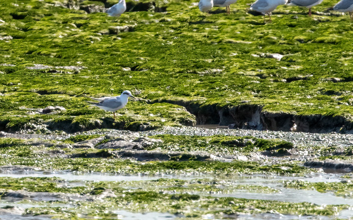 Snowy-crowned Tern - ML643393653