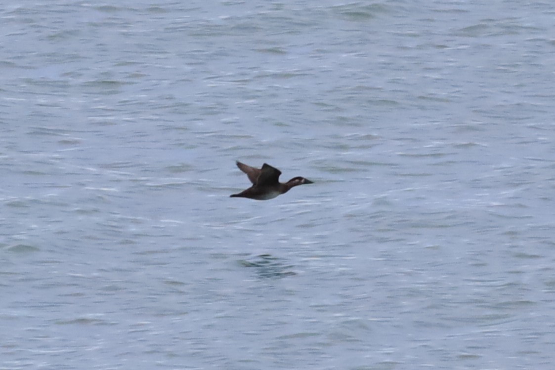 Surf Scoter - ML643393670
