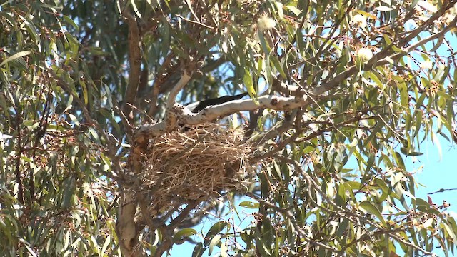 Australian Magpie (Western) - ML643393672