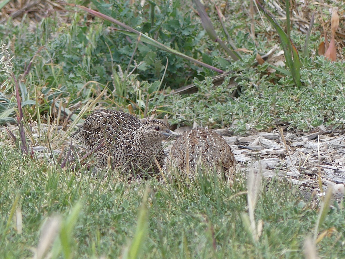 Brown Quail - ML643393673