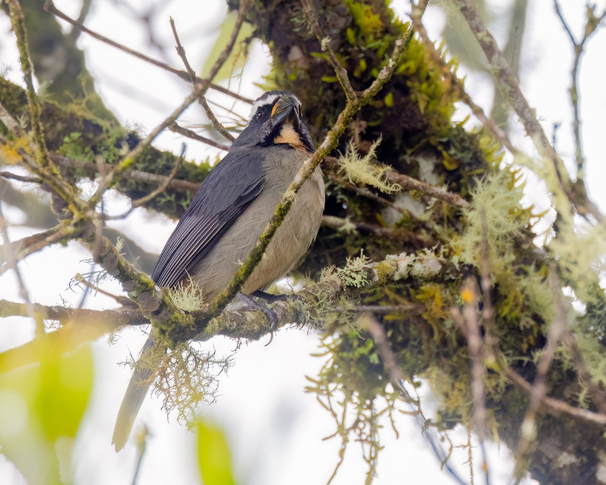 Thick-billed Saltator - ML643393686