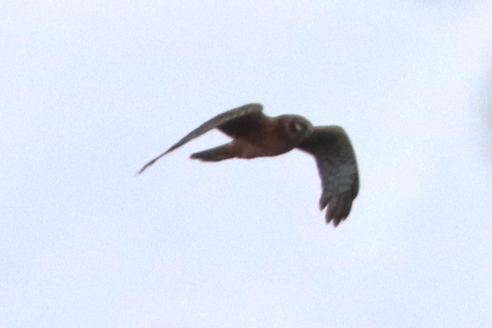 Northern Harrier - ML643393701