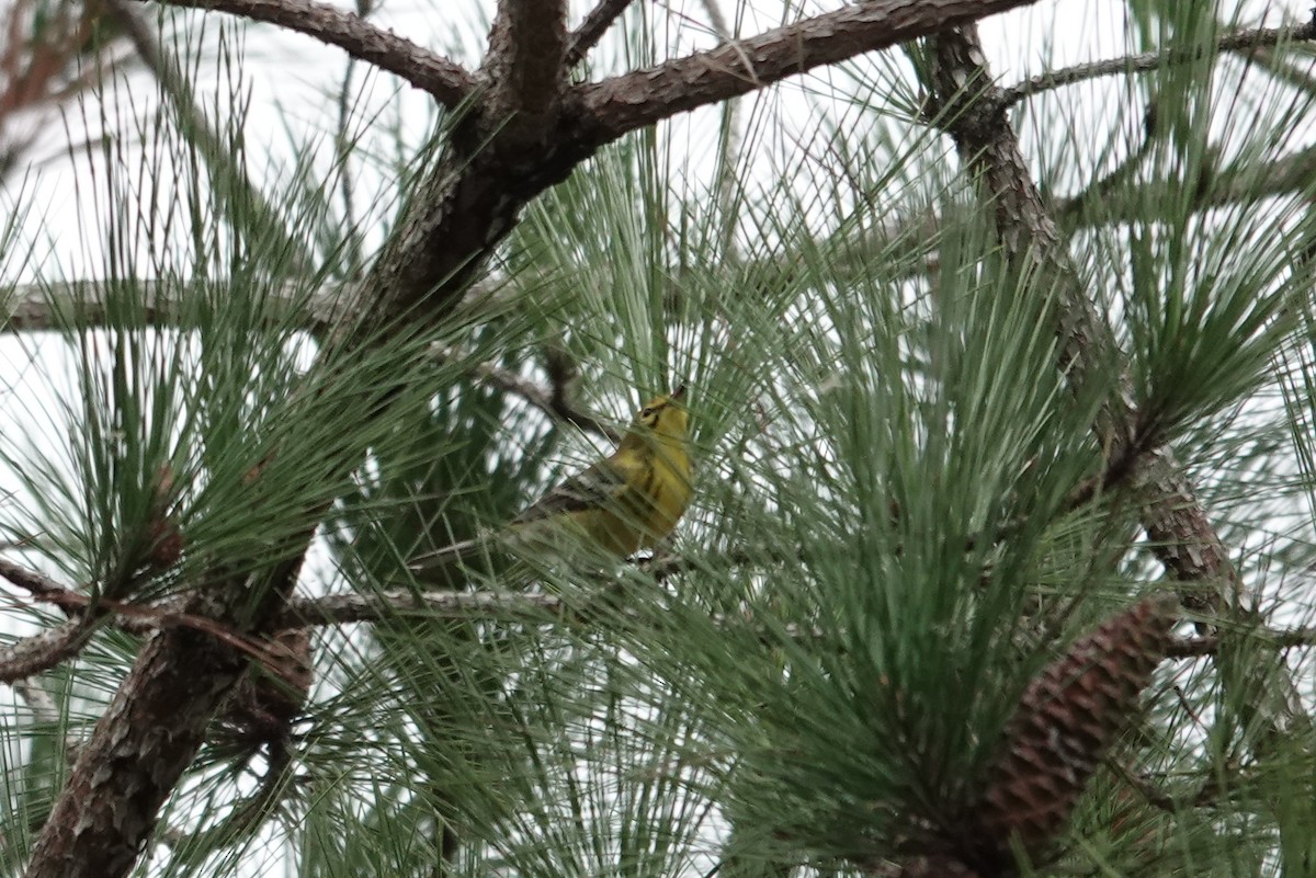 Prairie Warbler - ML643393707