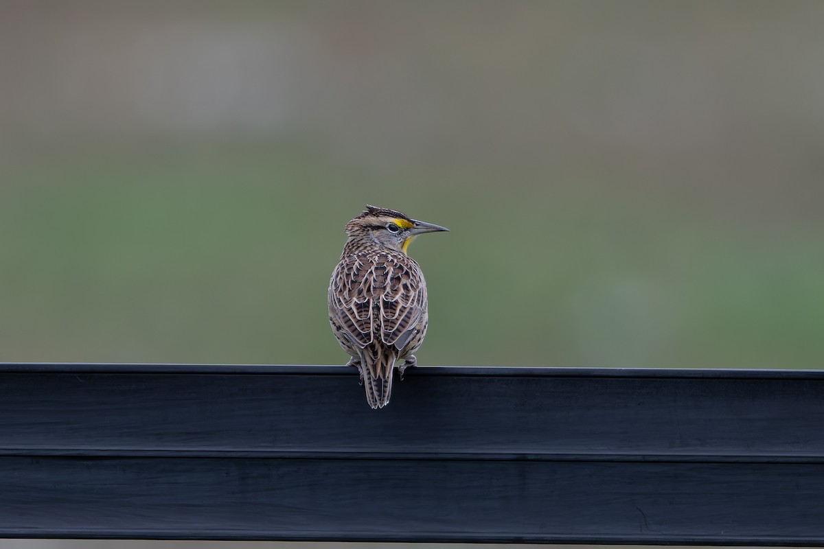 Eastern Meadowlark - ML643393712