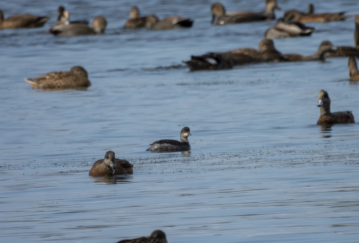 Eared Grebe - ML643393714