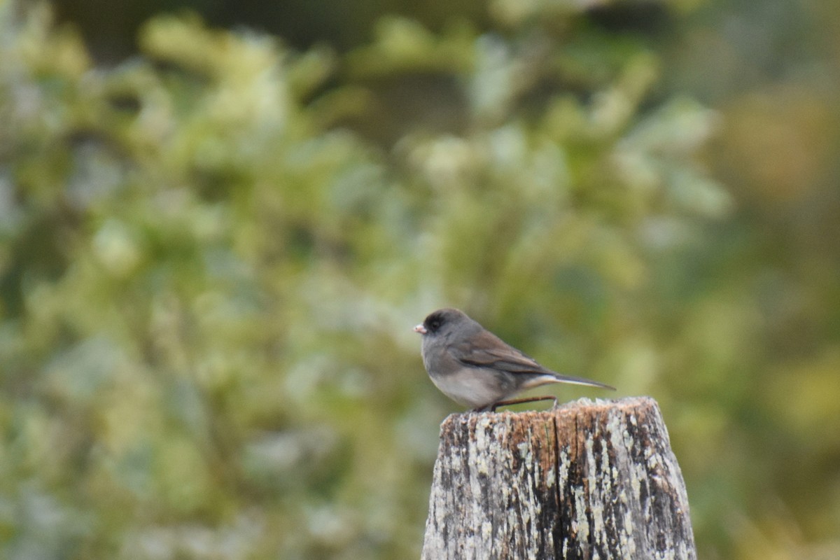 Dark-eyed Junco (Slate-colored) - ML643393721