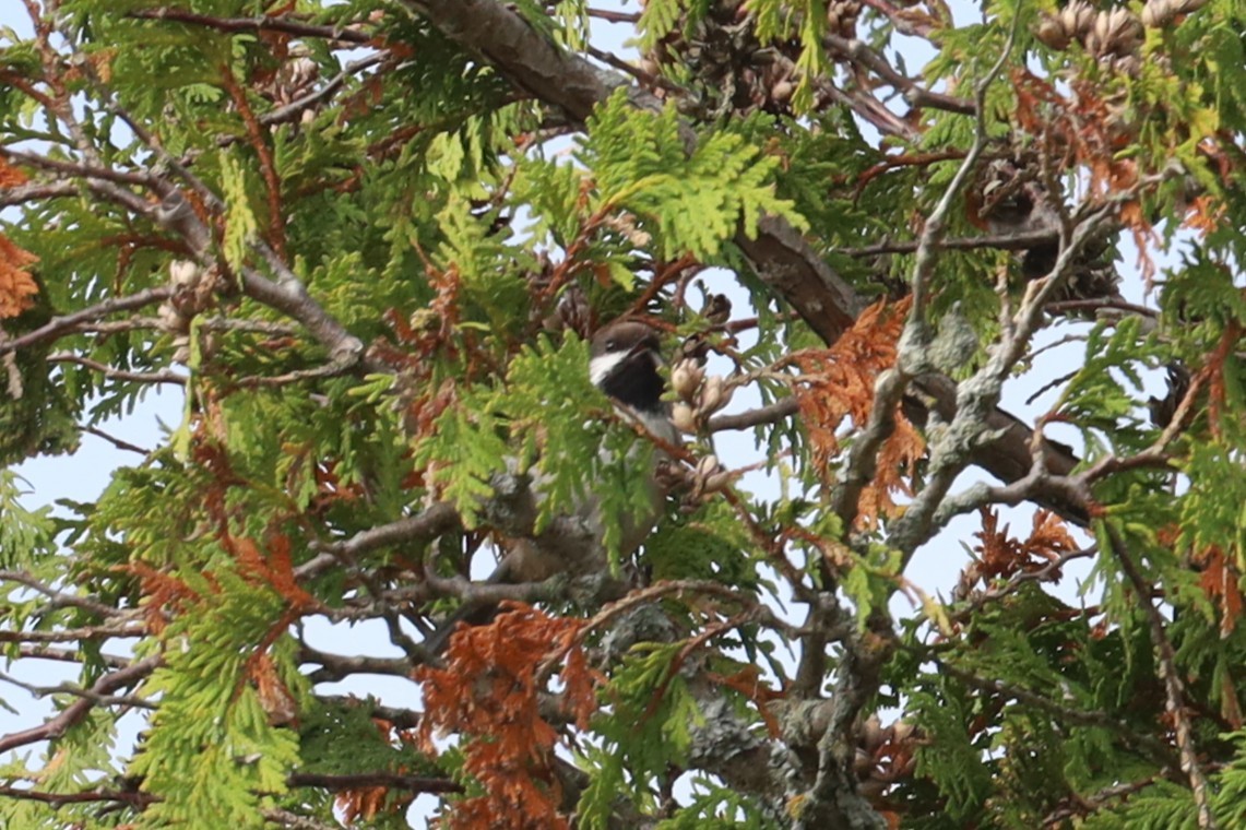 Boreal Chickadee - ML643393723