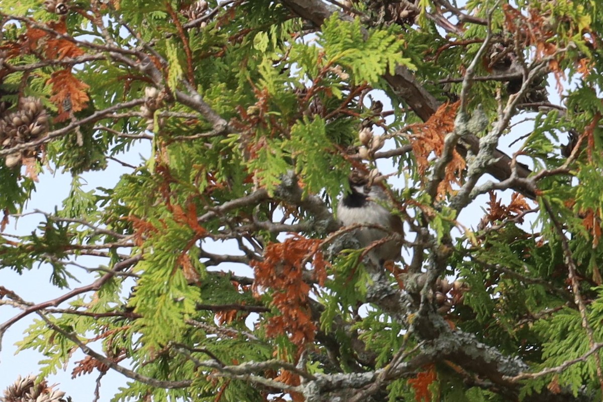 Boreal Chickadee - ML643393724