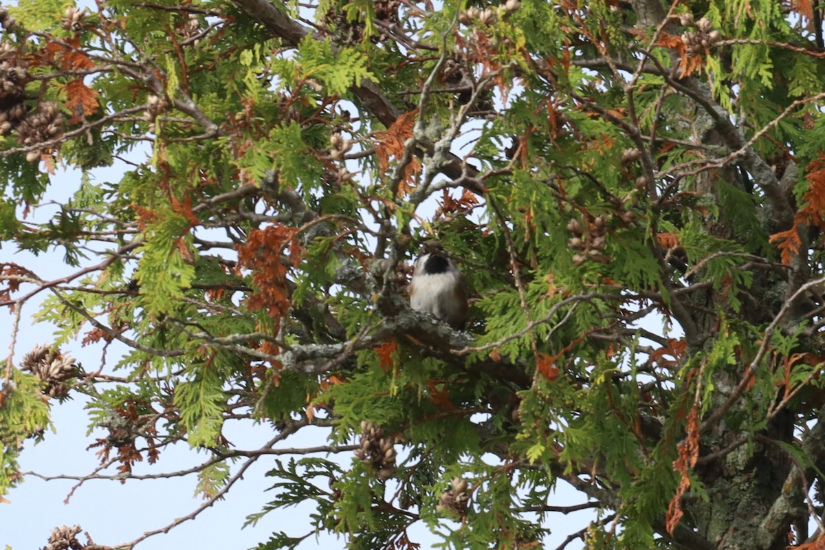 Boreal Chickadee - ML643393725