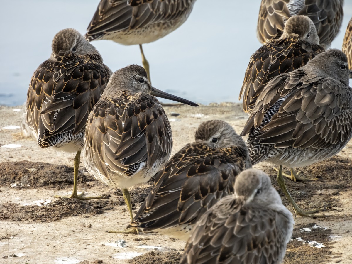 Long-billed Dowitcher - ML643393735