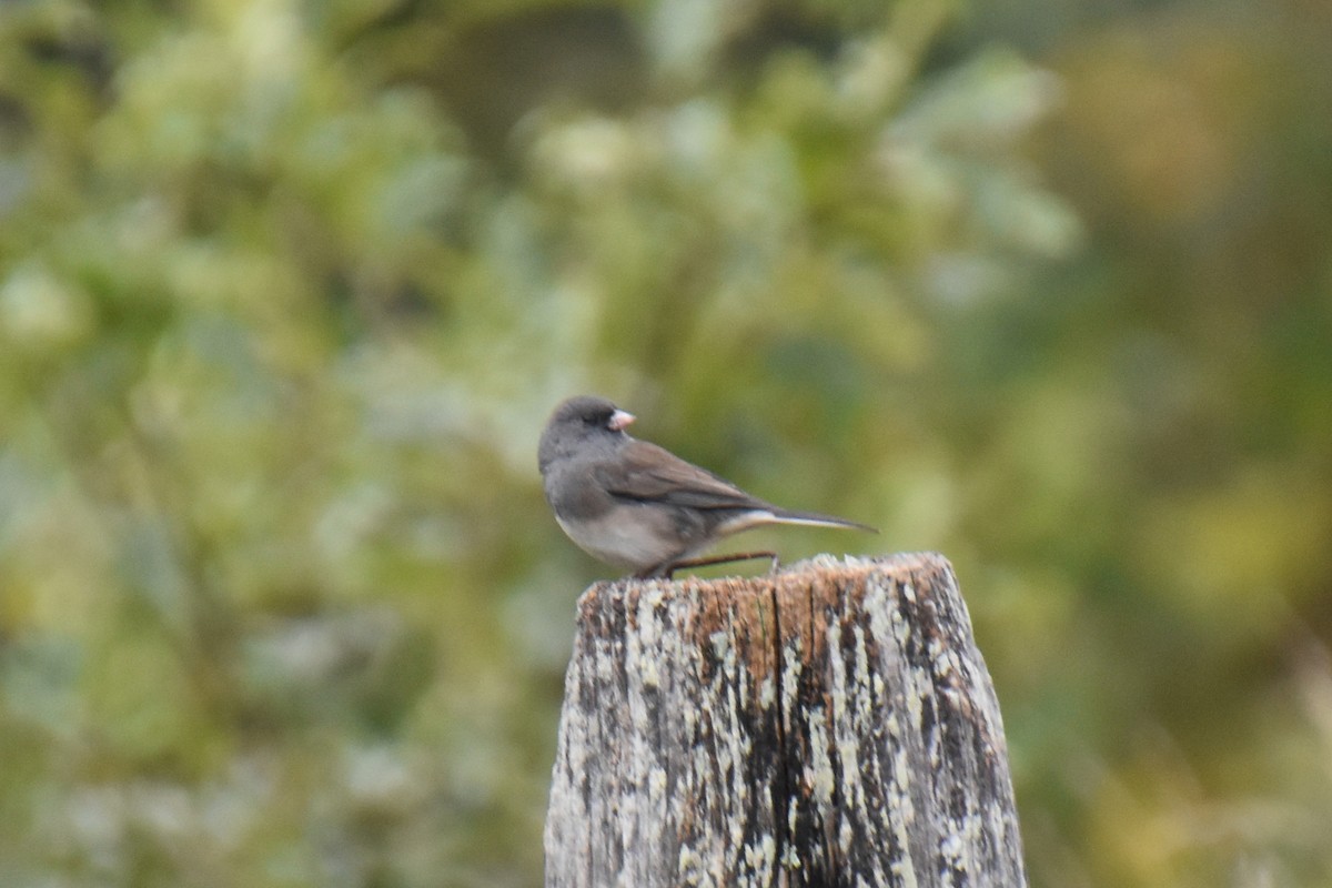 Dark-eyed Junco (Slate-colored) - ML643393739
