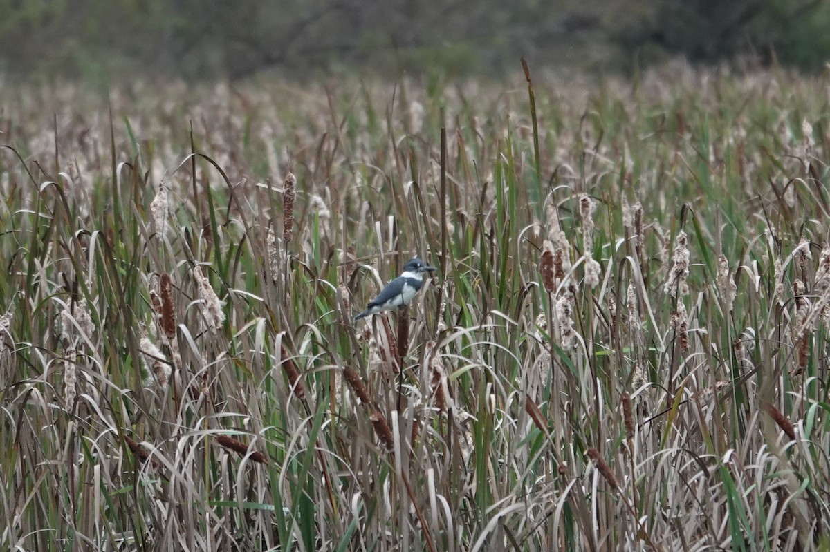Belted Kingfisher - ML643393755