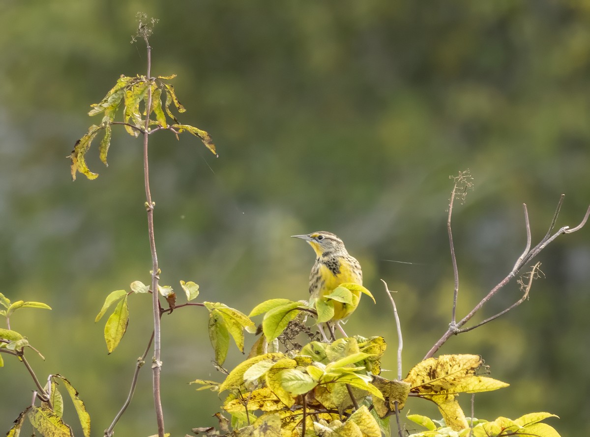 Western Meadowlark - ML643393761