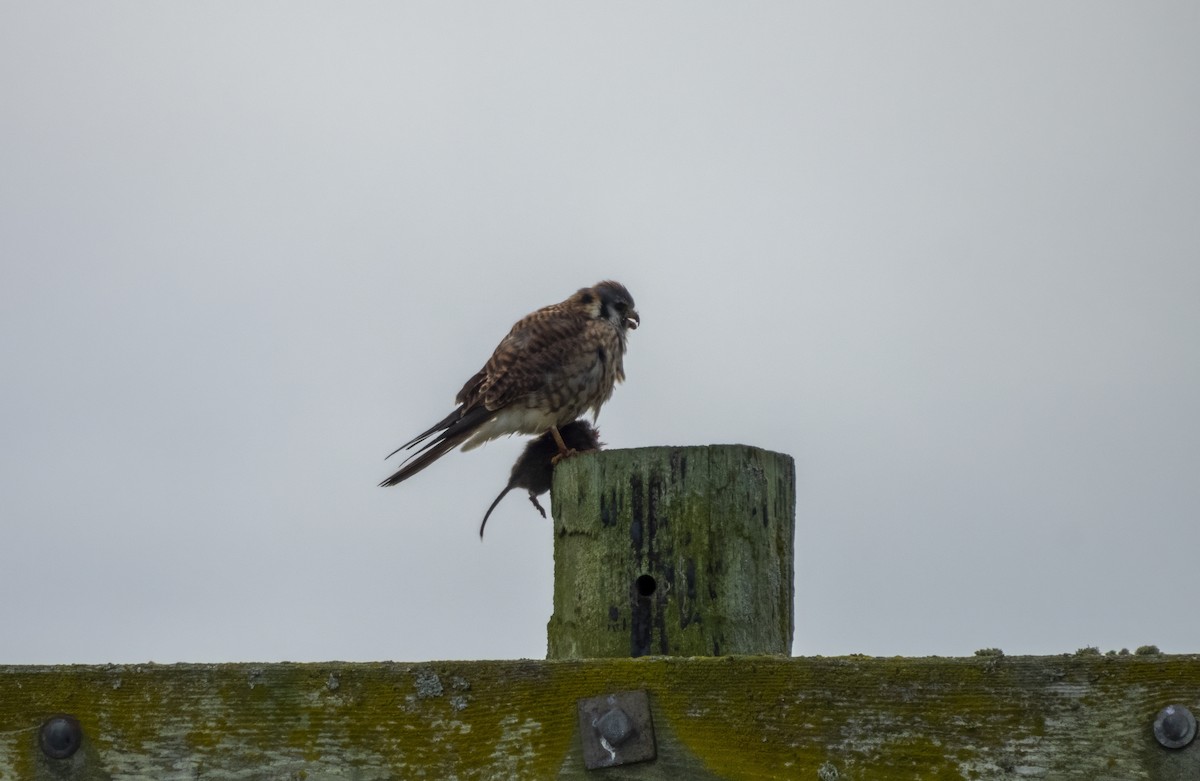 American Kestrel - ML643393779