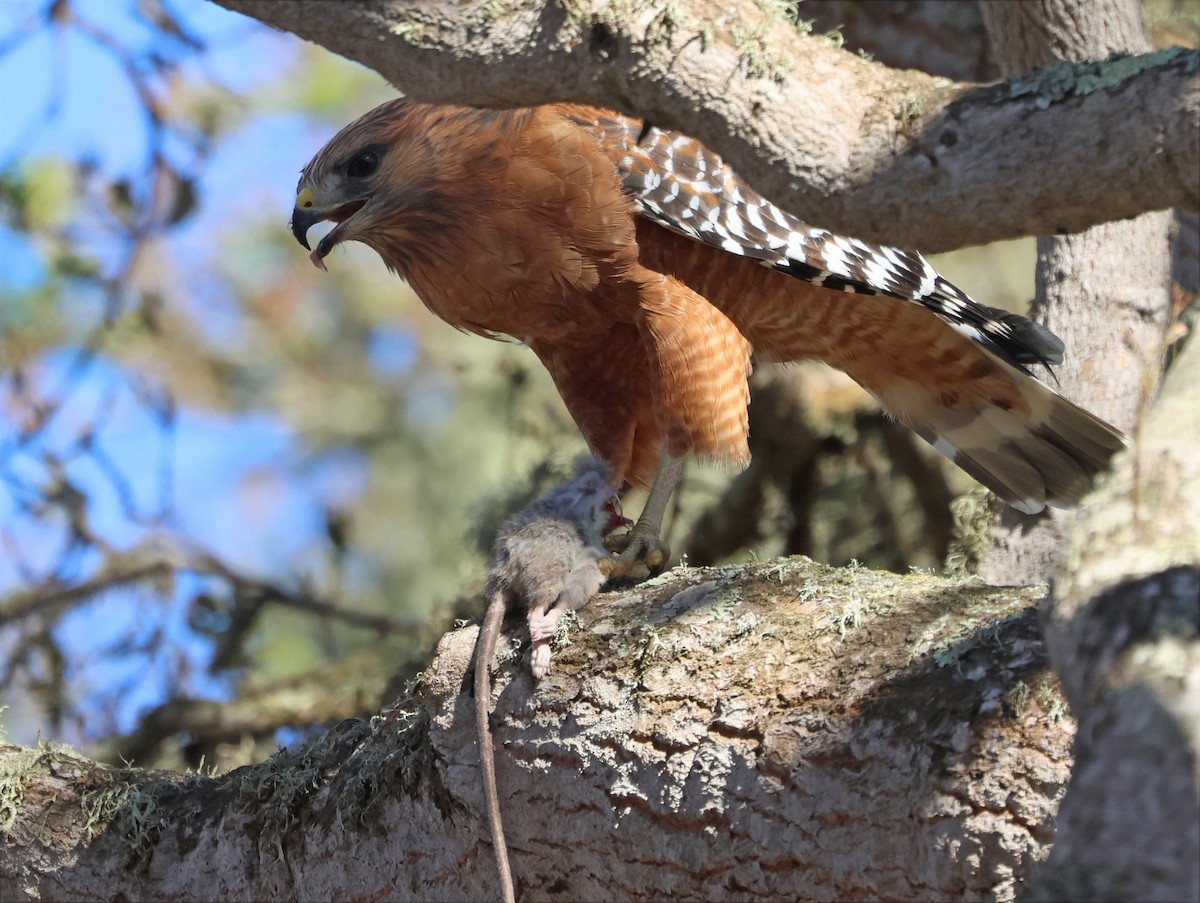 Red-shouldered Hawk (elegans) - ML643393786