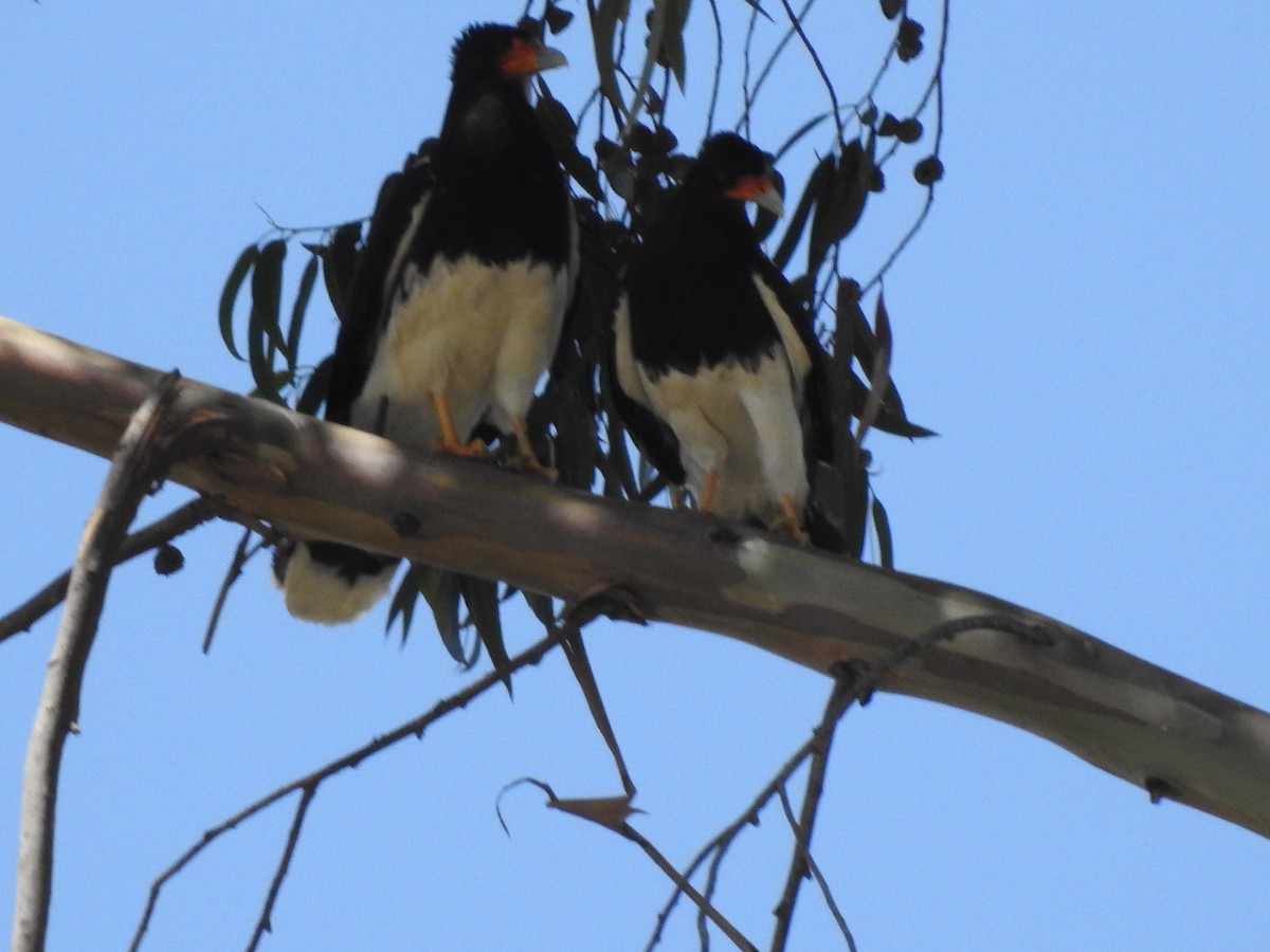 Mountain Caracara - ML643393787