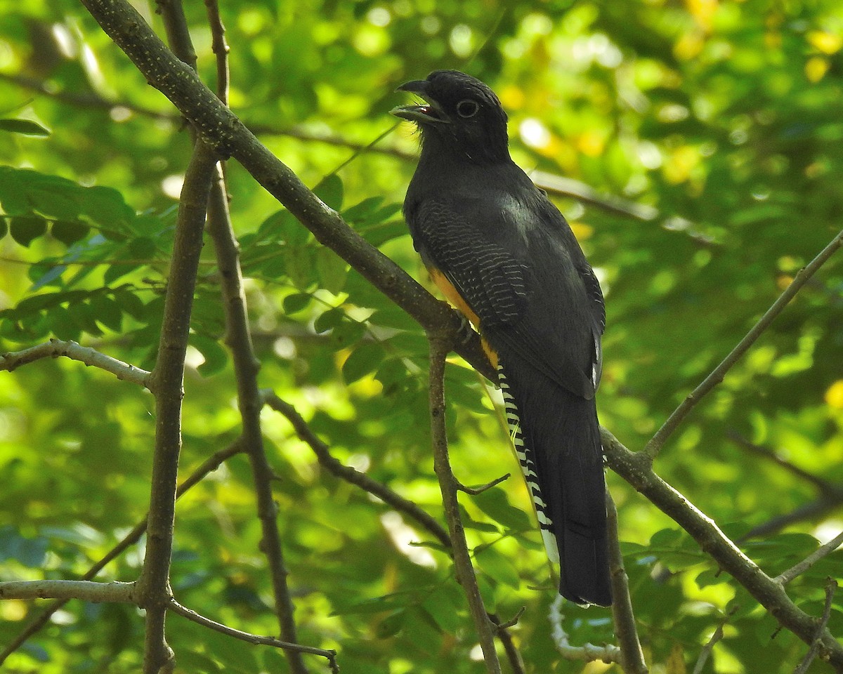 Green-backed Trogon - ML643393796