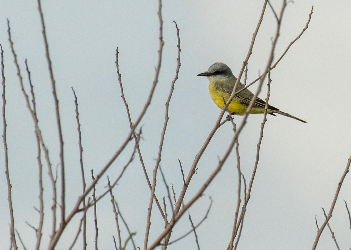 Western Kingbird - ML643393800