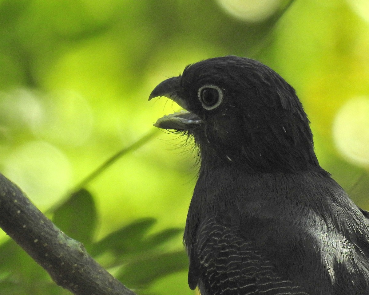 Green-backed Trogon - ML643393804