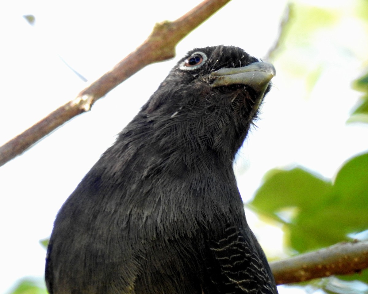 Green-backed Trogon - ML643393817