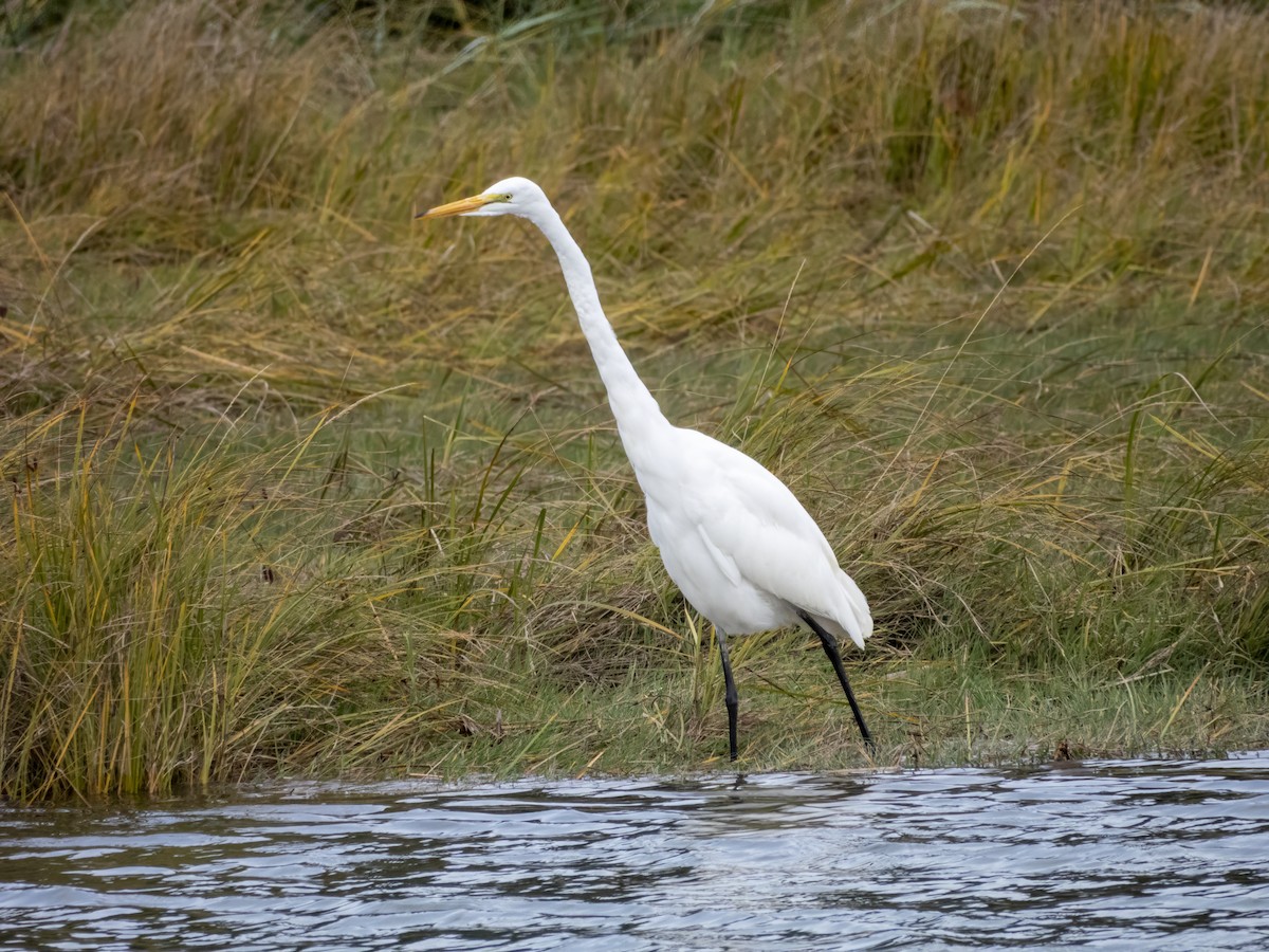 Great Egret - ML643393818