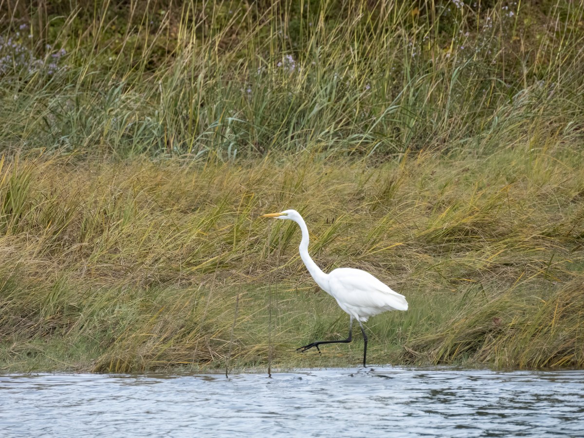 Great Egret - ML643393819