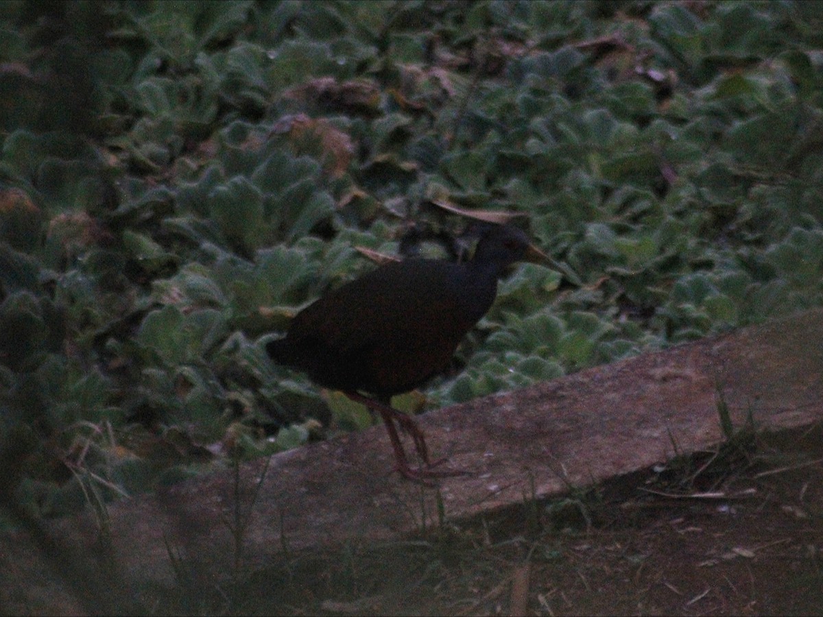 Gray-cowled Wood-Rail - ML643393829
