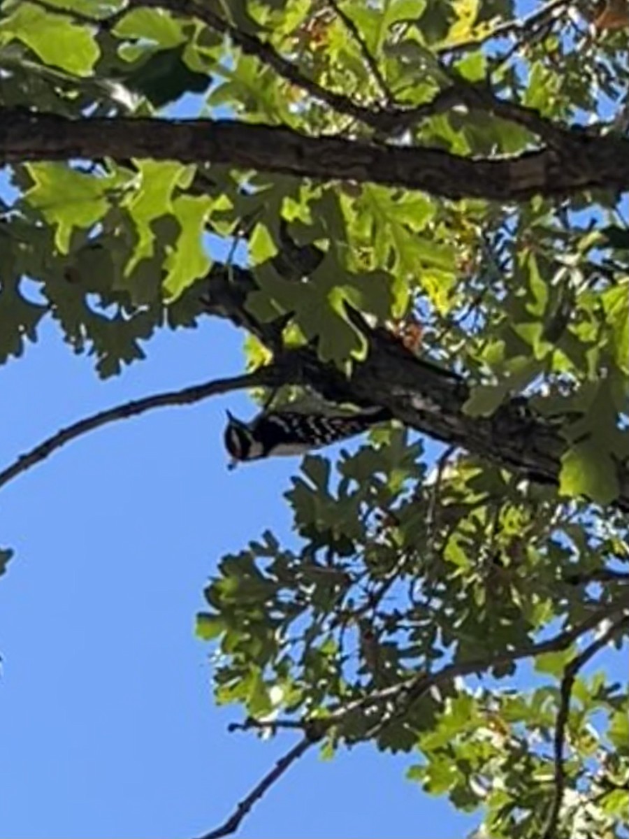 Hairy Woodpecker - ML643393831