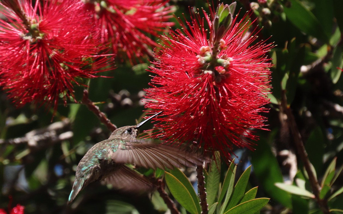 Rufous/Allen's Hummingbird - ML643393838