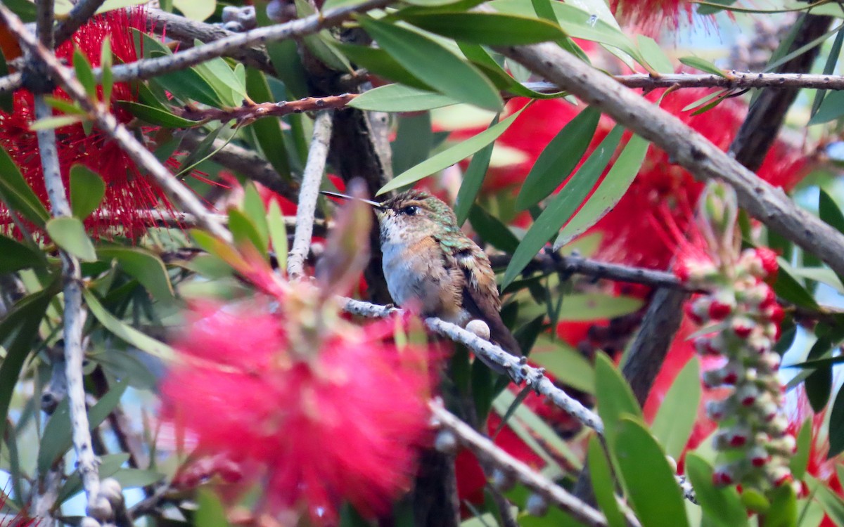 Rufous/Allen's Hummingbird - ML643393839