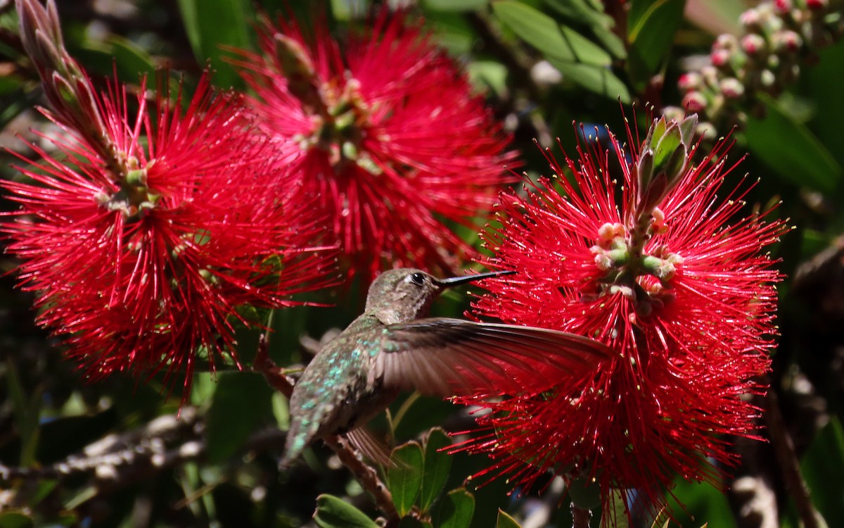 Rufous/Allen's Hummingbird - ML643393840
