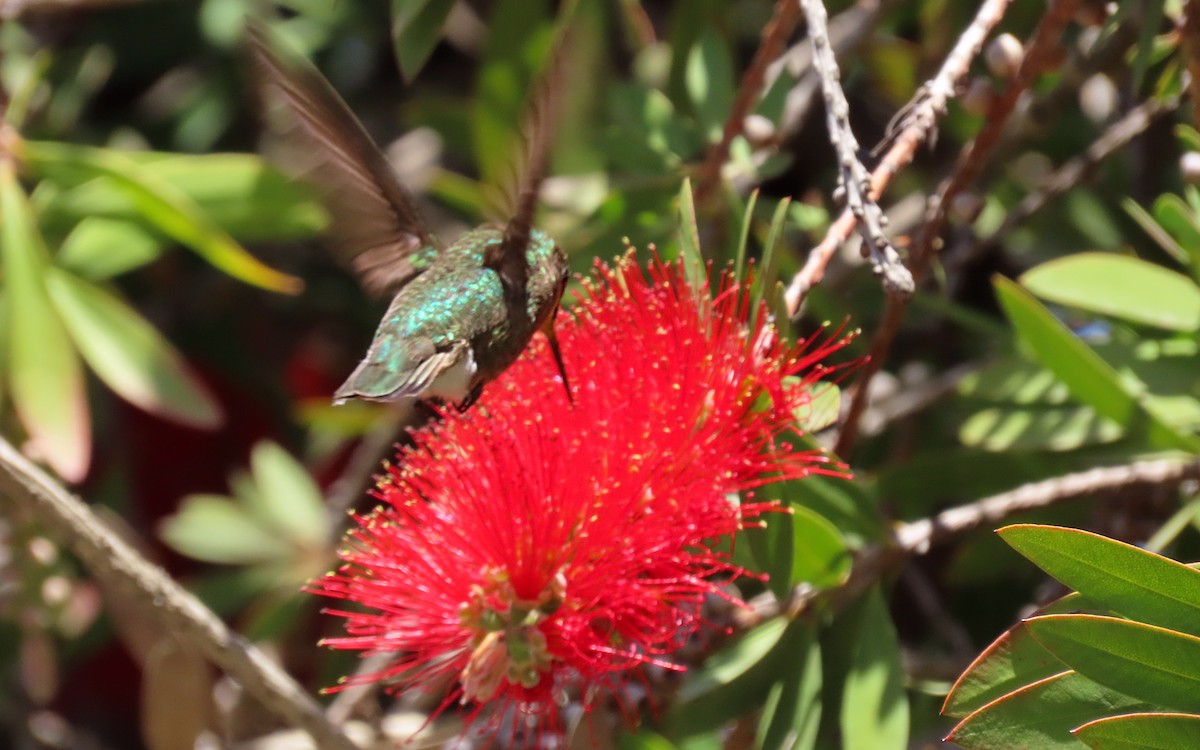 Rufous/Allen's Hummingbird - ML643393841