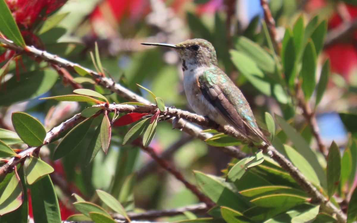 Rufous/Allen's Hummingbird - ML643393842