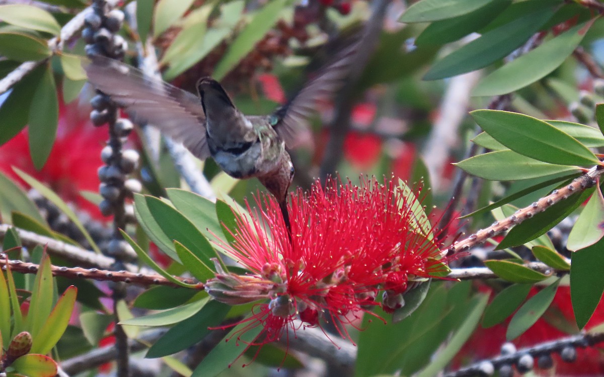 Rufous/Allen's Hummingbird - ML643393843